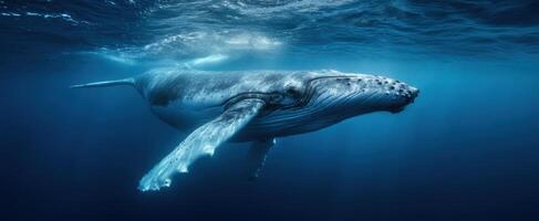 The majestic humpback whale gliding gracefully through the deep blue ocean. photo