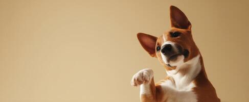 The adorable Basenji dog posing with a curious expression against a beige background. photo