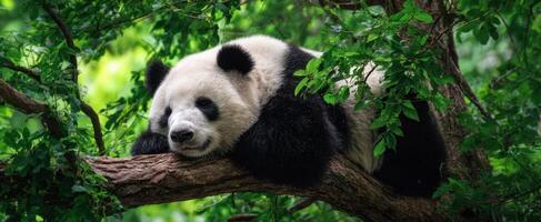 The lazy panda resting peacefully on a tree branch among lush greenery. photo