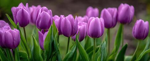 The vibrant blooming purple tulips showcasing nature's beauty in a serene garden setting. photo