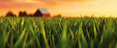 The serene grass field under a beautiful sunset with a rustic barn. photo