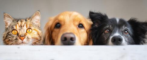 The affectionate gathering of a cat and two friendly dogs in close-up. photo