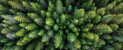 The lush green forest viewed from above showcasing a vibrant natural landscape. photo