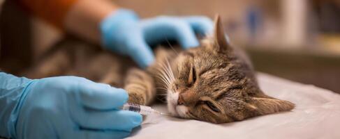 The veterinary care process for a relaxed cat receiving treatment. photo