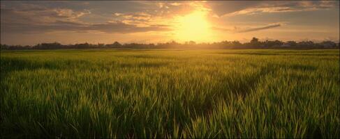 The Majestic Rice Field Bathed in Golden Sunset Light photo