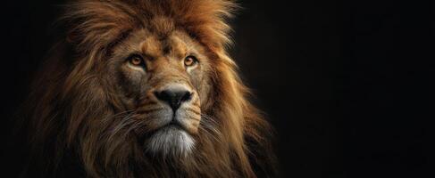 The majestic lion showcasing strength and beauty in a dramatic portrait. photo