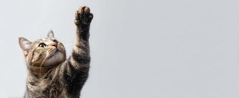The playful cat reaching out with its paw in a captivating studio shot. photo