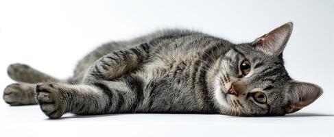 The adorable gray cat resting comfortably on a white backdrop. photo