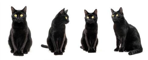 The black cat series showcasing various poses and expressions. photo