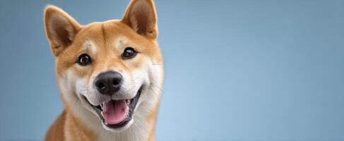 The happy shiba inu dog with a joyful expression and soft fur. photo