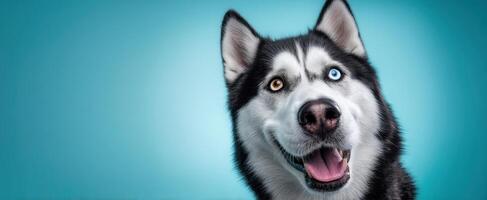 The happy husky with striking multicolored eyes against a vibrant background. photo