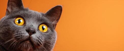 The curious gray cat with striking yellow eyes against an orange background photo
