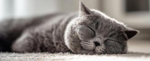 The adorable cat peacefully sleeping on a soft surface in a cozy setting. photo