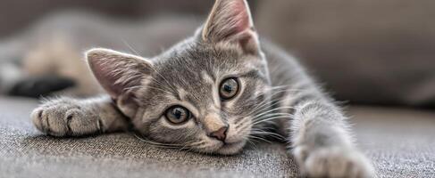 The adorable gray kitten relaxing on a cozy couch. photo