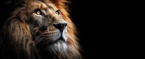 The majestic lion gazing powerfully into the darkness with golden eyes. photo
