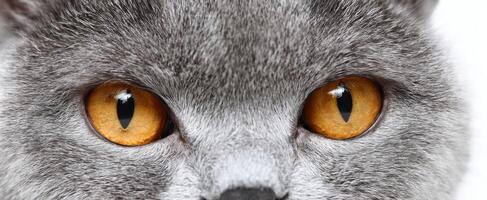 The majestic gaze of a gray cat with captivating orange eyes. photo