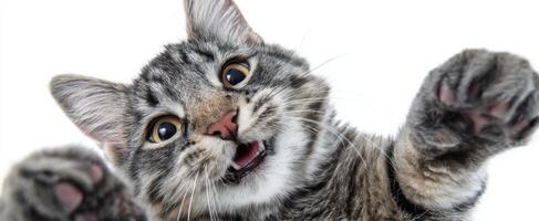 The adorable cat with playful expression showing excitement and happiness. photo