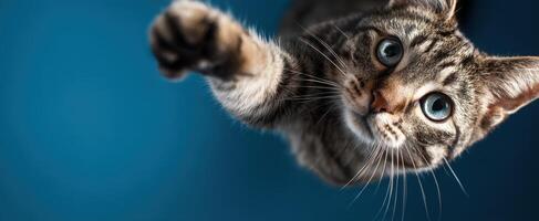 The curious cat reaching out with its paw against a vibrant blue background. photo