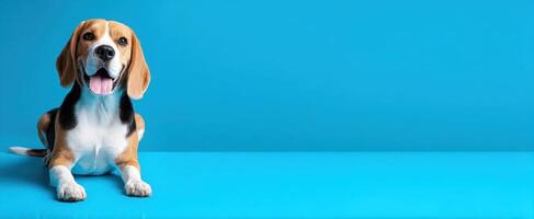 The beagle lying on a blue background with a joyful expression. photo