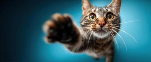 The Curious Cat Reaching Out with Playful Energy and Expressive Eyes. photo
