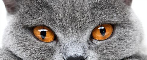 The striking gaze of a beautiful gray cat with captivating orange eyes. photo