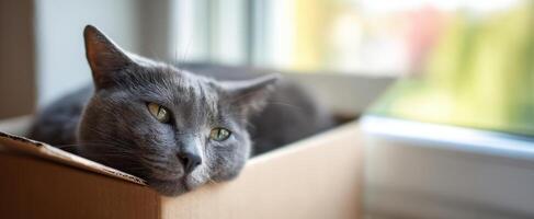 The serene gray cat resting comfortably in a cardboard box by the window. photo