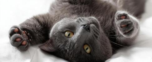 The adorable gray cat resting comfortably on a soft white surface. photo