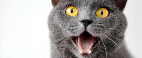The surprised gray cat with expressive yellow eyes and an adorable mouth. photo
