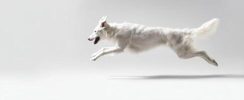 The energetic white dog leaps gracefully across a minimalist backdrop. photo