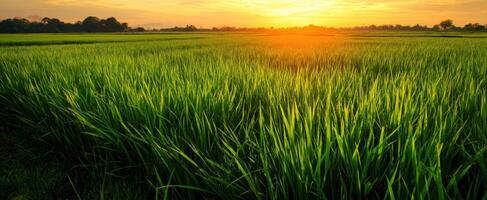 The serene rice field bathed in golden sunset light. photo