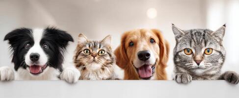 The adorable pets showcasing love and friendship in a cozy indoor setting. photo