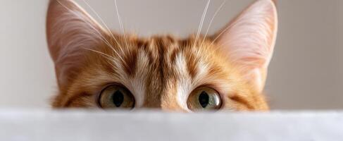 The curious ginger cat peeking over the edge with mesmerizing green eyes. photo