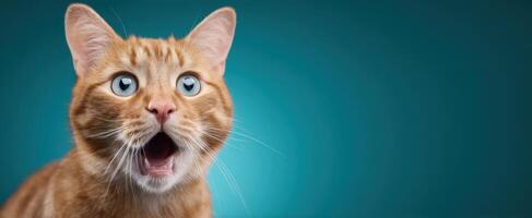 The surprised cat with wide eyes expressing curiosity and delight. photo