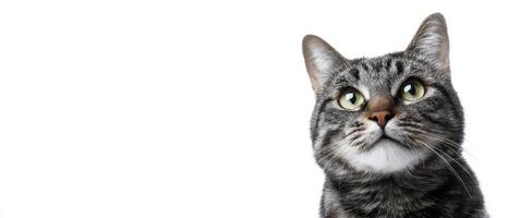 The Curious Cat Gazing Thoughtfully at Its Surroundings photo