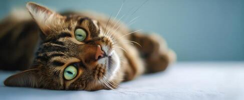 The beautiful tabby cat relaxing on a soft surface with captivating green eyes. photo