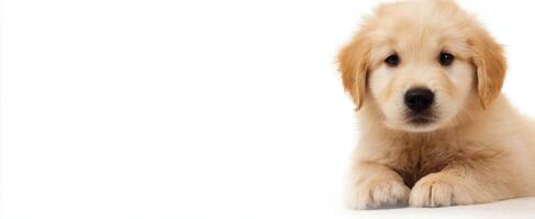 The adorable golden retriever puppy with fluffy fur and curious expression. photo