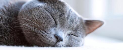 The adorable gray cat peacefully sleeping in a cozy, sunlit environment. photo
