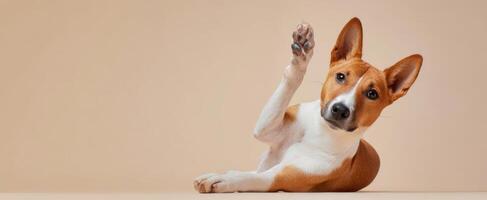 The adorable Basenji dog playfully waving its paw in a studio setting. photo