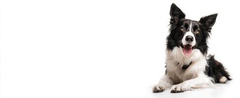 The border collie displays its playful and happy personality in a studio setting. photo
