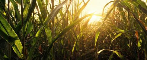 The golden hues of the cornfield at sunset create a serene landscape. photo