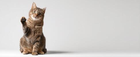 The adorable tabby cat greeting with a raised paw against a simple background. photo