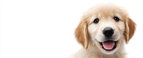 The adorable golden retriever puppy with a joyful smile and fluffy fur. photo