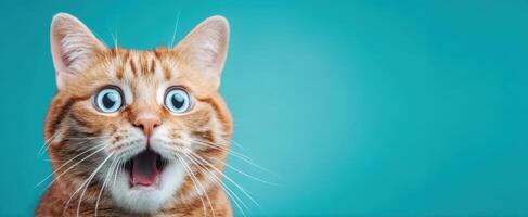 The surprised cat with wide eyes and an adorable expression against a bright backdrop. photo