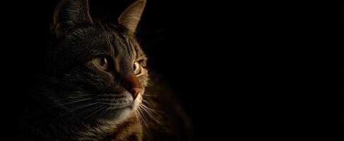 The captivating portrait of a tabby cat in soft lighting. photo