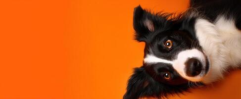 The charming border collie with expressive eyes on a vibrant orange background photo