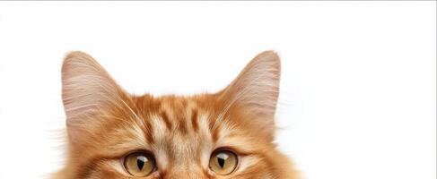 The captivating close-up of a curious orange cat's face. photo
