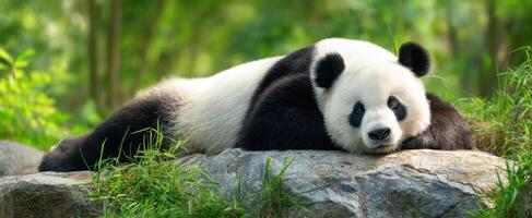 The adorable panda resting peacefully on a rock in a lush green environment. photo