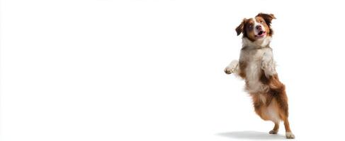 The playful dog jumping in excitement and showcasing its joyful personality. photo