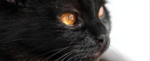 The captivating gaze of a black cat with striking amber eyes. photo