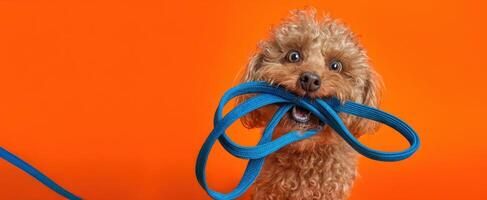 The playful dog happily holding a blue leash in its mouth. photo